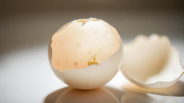 Les meilleures astuces pour identifier les œufs de punaises de lit